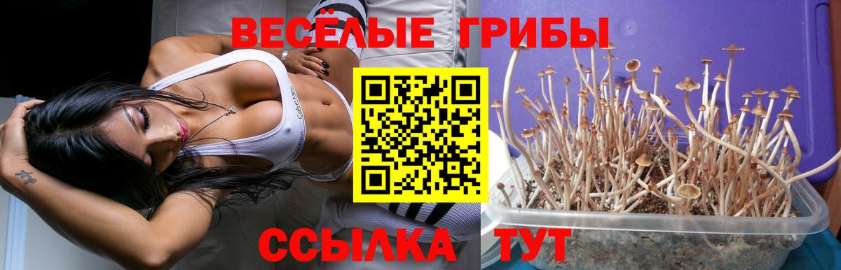 Псилоцибиновые грибы GOLDEN TEACHER Киселёвск